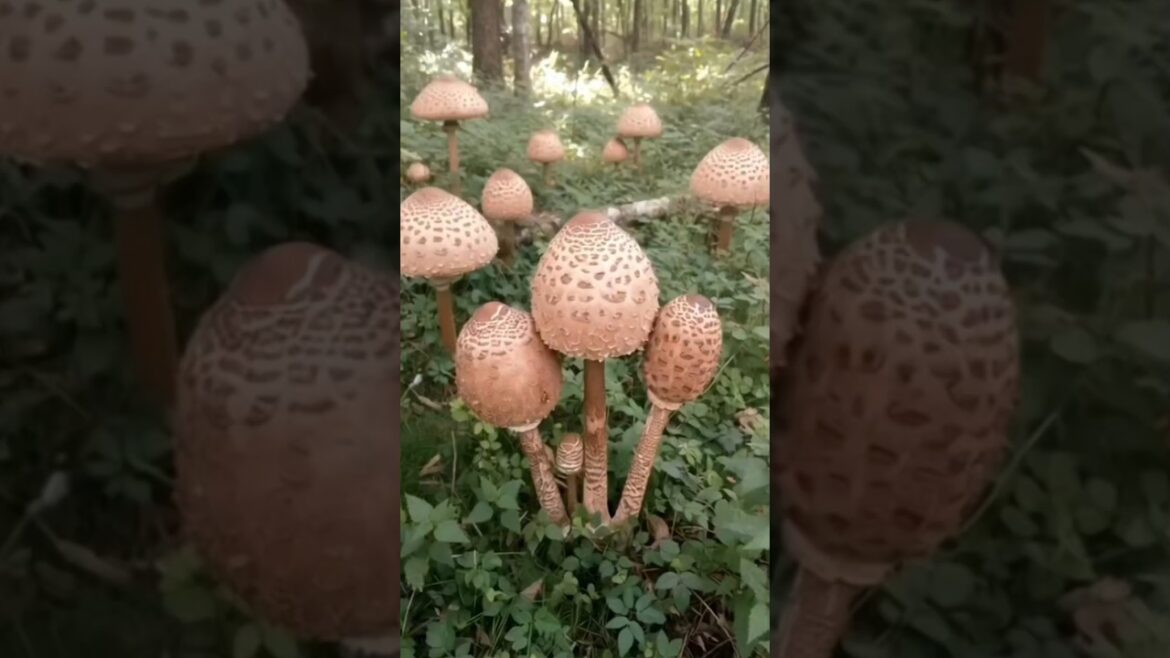 Let's Harvest Wild Things (wild ferns mushroom, bamboo shoots) #gardening #farmer #farming #wildlife