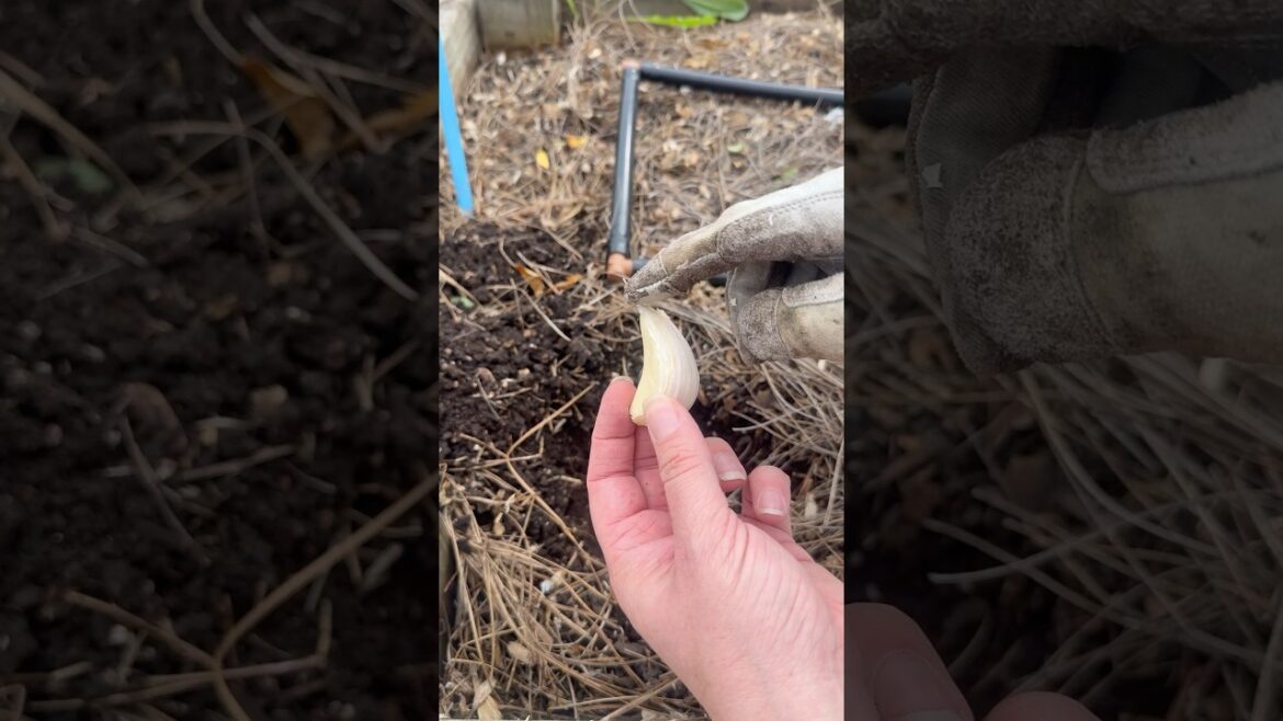 Garlic Planting Tips Every Gardener Should Know! 🧄 Garlic Planting Tips Every Gardener Should Know! 🧄