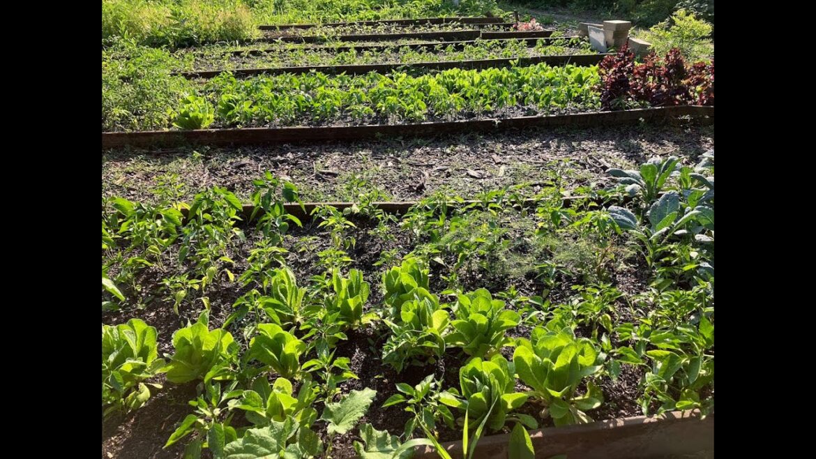 Vegetable Garden Review and Plans for 2026 Season of Abundance