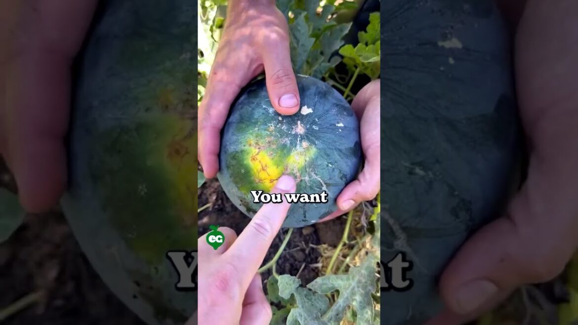 Patio Garden Makeover: Cozy Outdoor Spaces with Edible Plants #gardening #garden #homedecor #plants Patio Garden Makeover: Cozy Outdoor Spaces with Edible Plants #gardening #garden #homedecor #plants