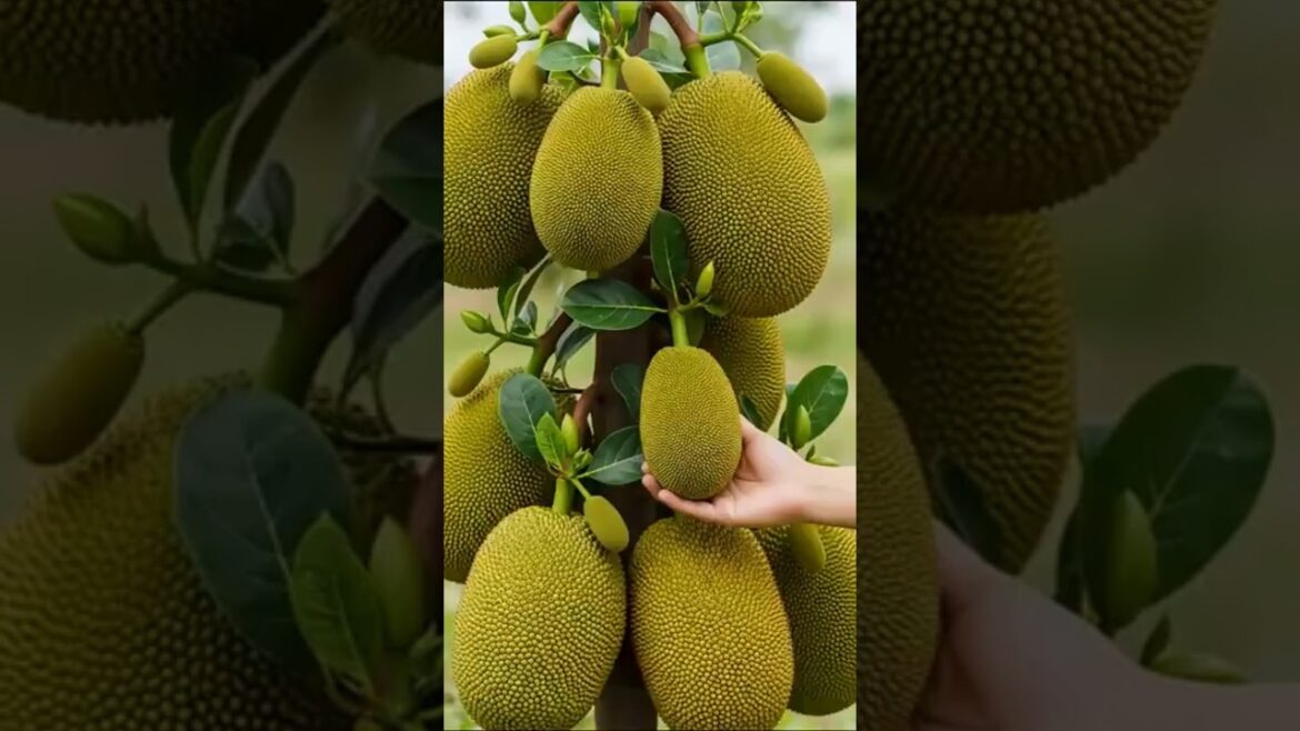 Jackfruit Growing Tips You NEED to Know! Jackfruit Growing Tips You NEED to Know!