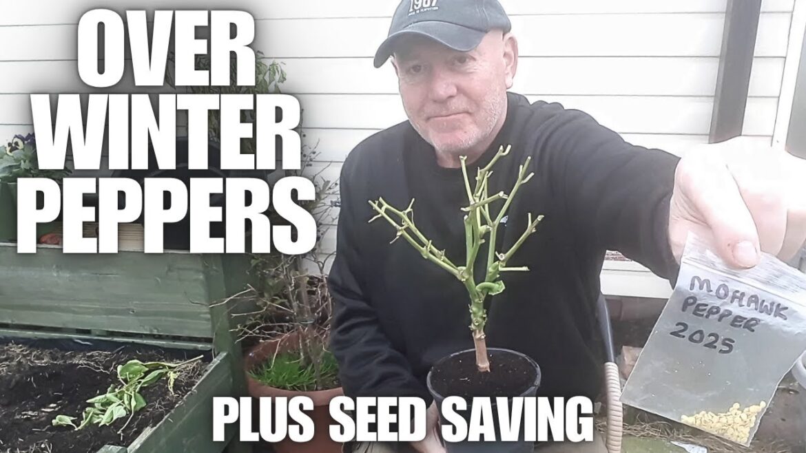 How To Over Winter Pepper Plants Plus Seed Saving [Container Gardening ]