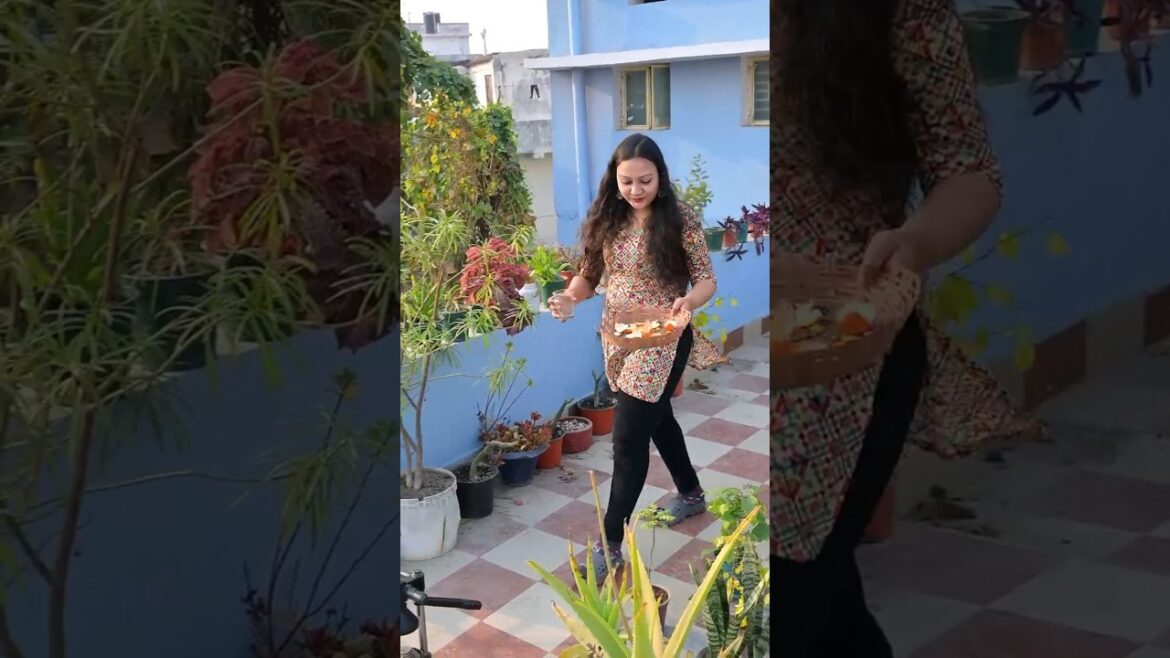 Orange juice mere liye, uske chhilke mere garden ke liye💯🍊🌱Orange peel benefits🌿#plants #gardening Orange juice mere liye, uske chhilke mere garden ke liye💯🍊🌱Orange peel benefits🌿#plants #gardening