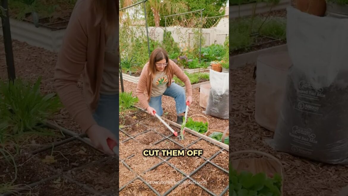 Stop! Don't pull out your plants!