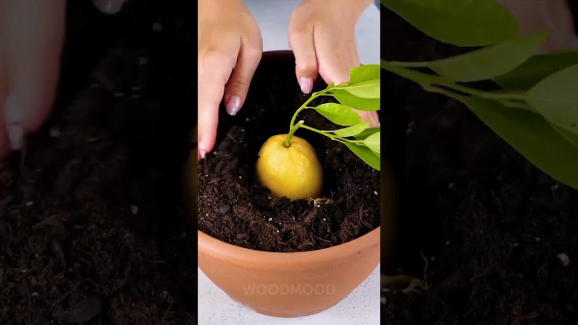 🌿😂 2026: The Year Your Garden Goes Full Pinterest (Thanks, Internet) 😱✨