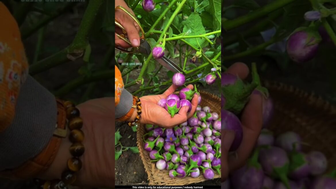 These small eggplants taste absolutely amazing 😯l #brinjal