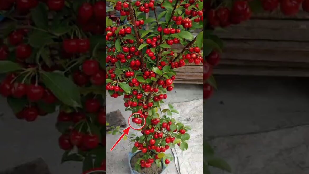 চেরি🪴গাছে🍒ফল ধরতে দেরি হচ্ছে কেন?#viral gardening tips to Grow your plants faster চেরি🪴গাছে🍒ফল ধরতে দেরি হচ্ছে কেন?#viral gardening tips to Grow your plants faster