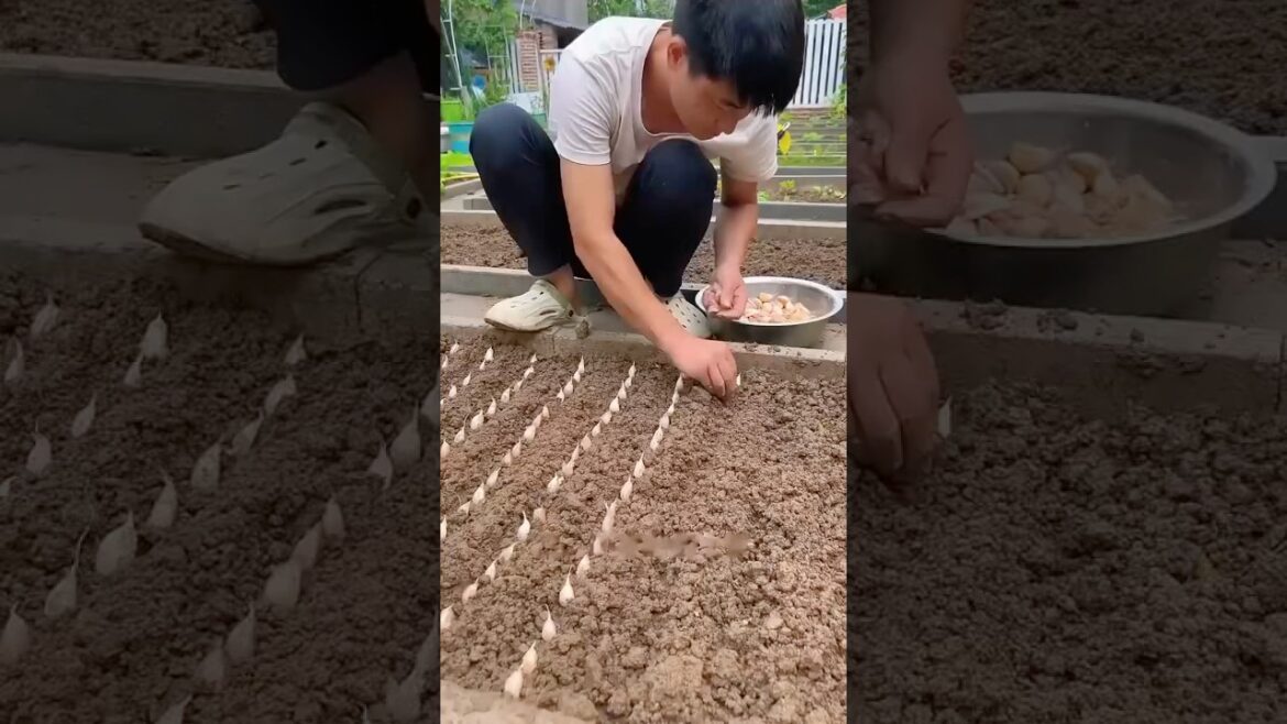 Grow Garlic the Easiest Way Ever!
