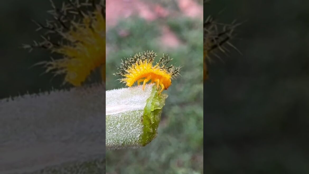 Squash Stem Terror — A Larva with Plans Squash Stem Terror -- A Larva with Plans