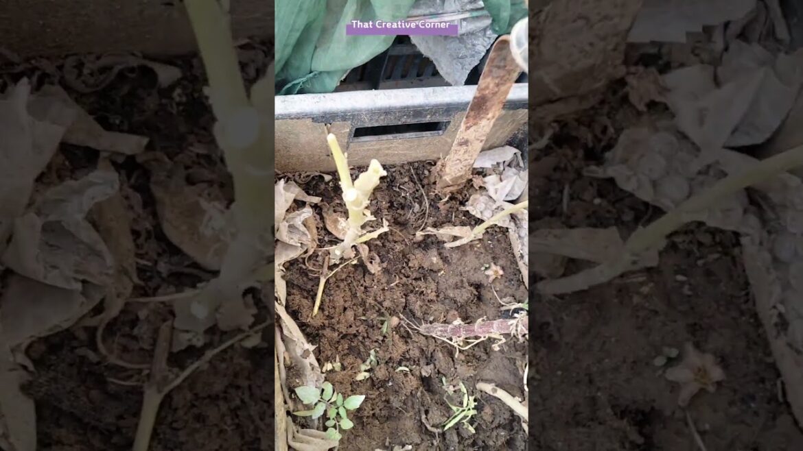 Vegetable Plant Care Tips #terracegarden #plantcare #organicgardening #vegetablegarden #shorts #yt