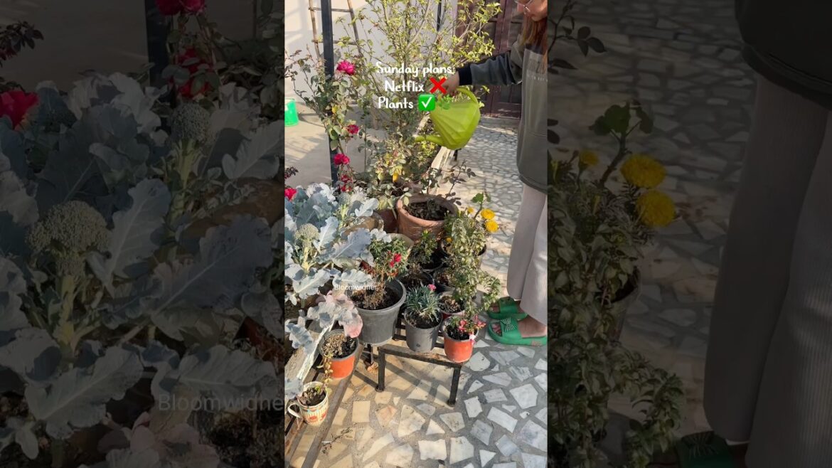 Everyone Buys Vegetables… I Grow Mine 🌿 | Sunday Garden Update #gardening #terracegarden #shorts Everyone Buys Vegetables… I Grow Mine 🌿 | Sunday Garden Update #gardening #terracegarden #shorts