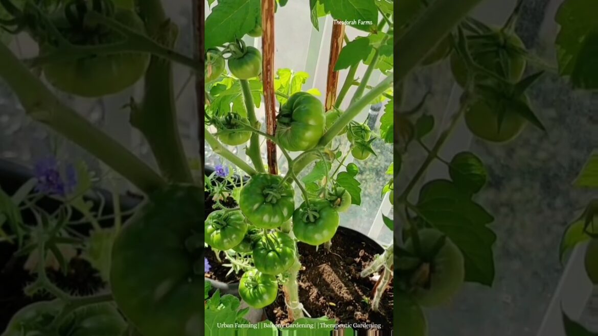 Urban Small Space Gardening Inspiration🌱|Tomato Container Gardening🍅 #garden #containergardening