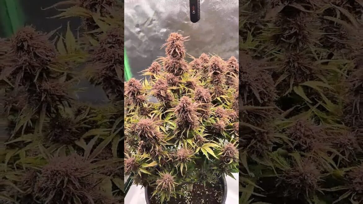 Purple Autoflower🍁 | Harvest Time Last Dance with my Plant #shorts #indoorgardening #homegrown