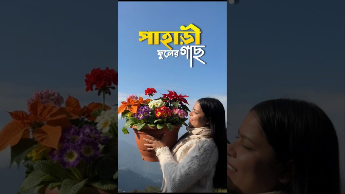 পাহাড়ী ফুলের গাছ লাগাবে এবার? 🥺💭 #shorts #minivlog #bengali #lifestyle #gardening পাহাড়ী ফুলের গাছ লাগাবে এবার? 🥺💭 #shorts #minivlog #bengali #lifestyle #gardening