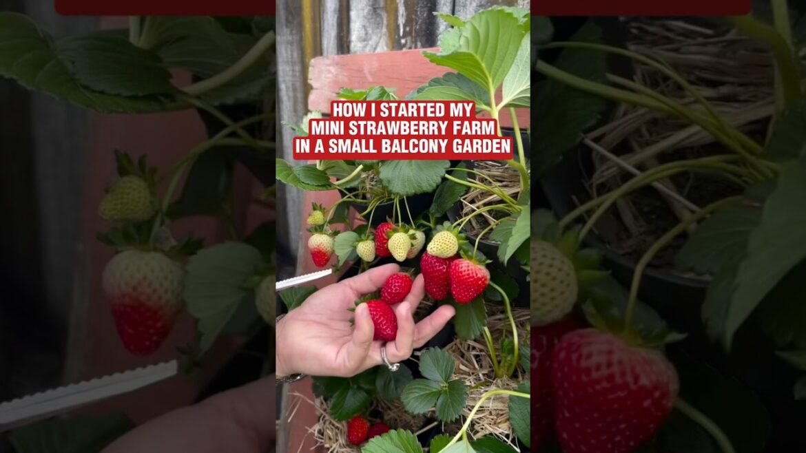 How I Grow Sweet Strawberries at Home | Easy Strawberry Plant Tips #growingstrawberries How I Grow Sweet Strawberries at Home | Easy Strawberry Plant Tips #growingstrawberries