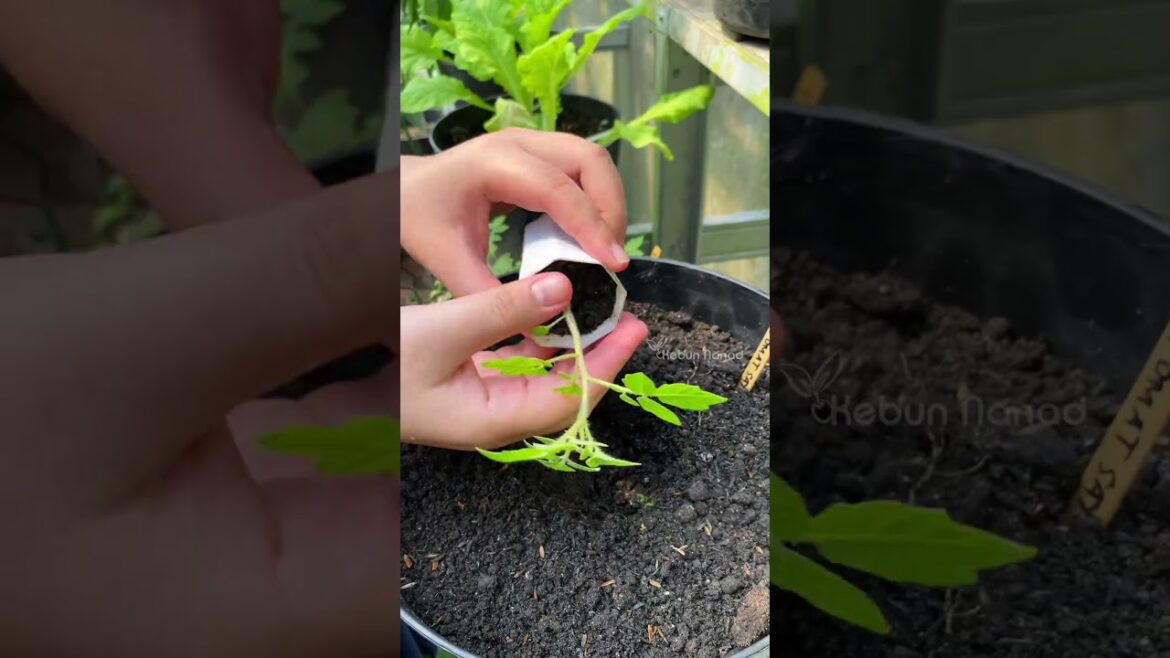 Planting Tomato #kebunnanad #fypreels #gardening #gardeningtips #planting #viralreelschallenge
