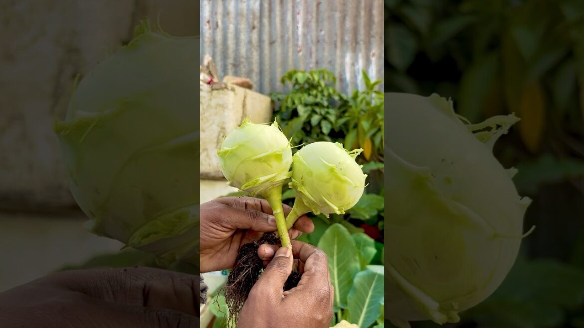 Vegetables from my 💯% organic terrace garden || #shorts #gardening #nature #vegetables #shorts