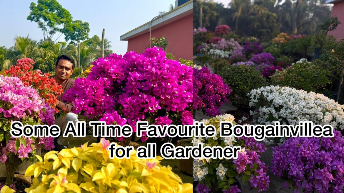 My Best Flowering Bougainville Plants