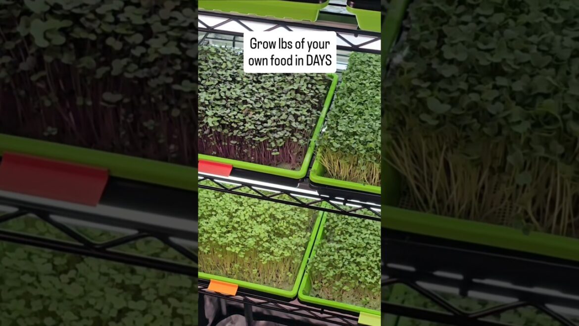 Grow lbs food in DAYS not months #microgreens #homegardening #urbanfarming