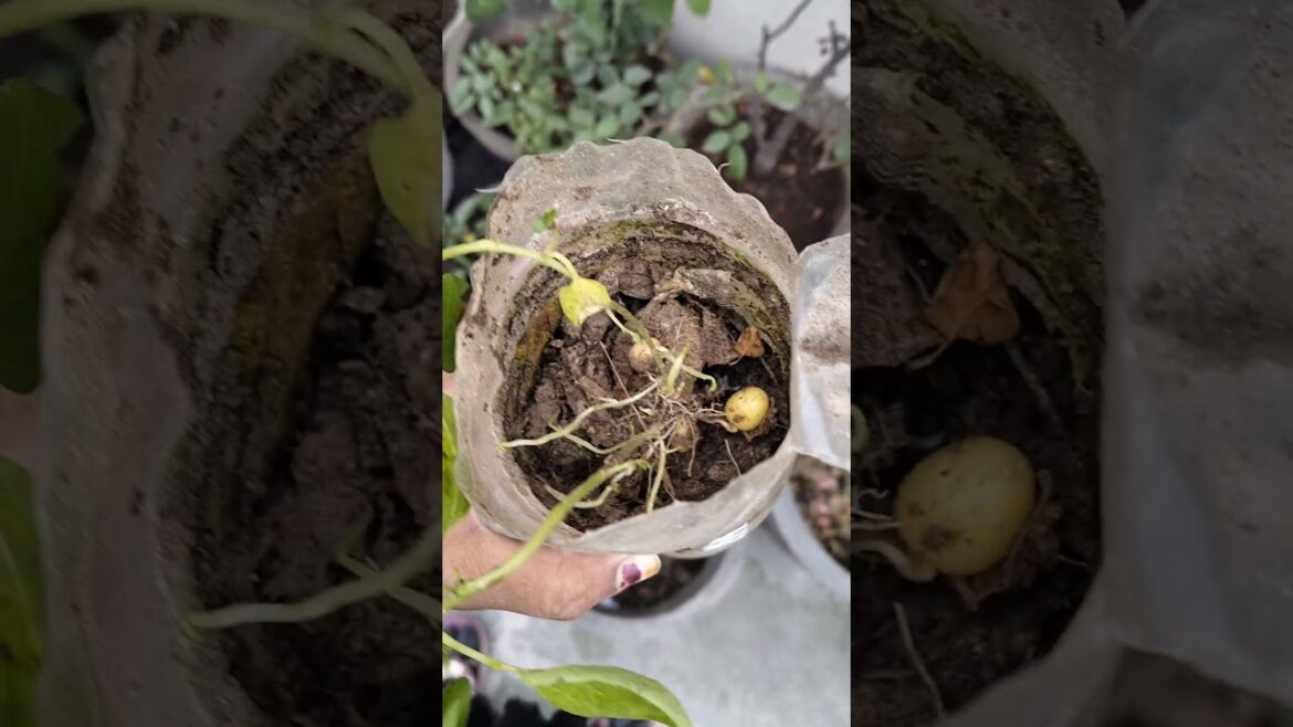 West Vegetable se mile mujhe bilkul Fresh potatoes #potato #shortsfeed #trending #viral #shorts #how