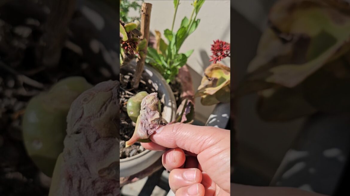 #shortvideo #gardening #tips #ytshorts