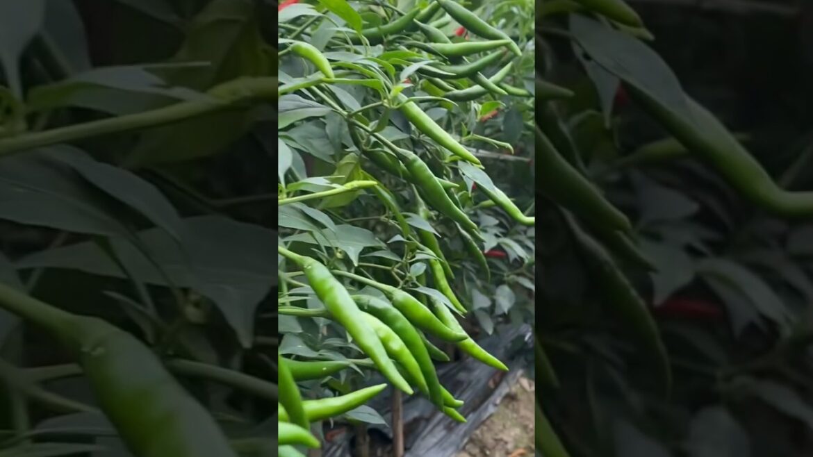 Gardening Tips for Chilly Farming 🌶🌶🌶 #gardening #agriculture #farmer #farming #chilly