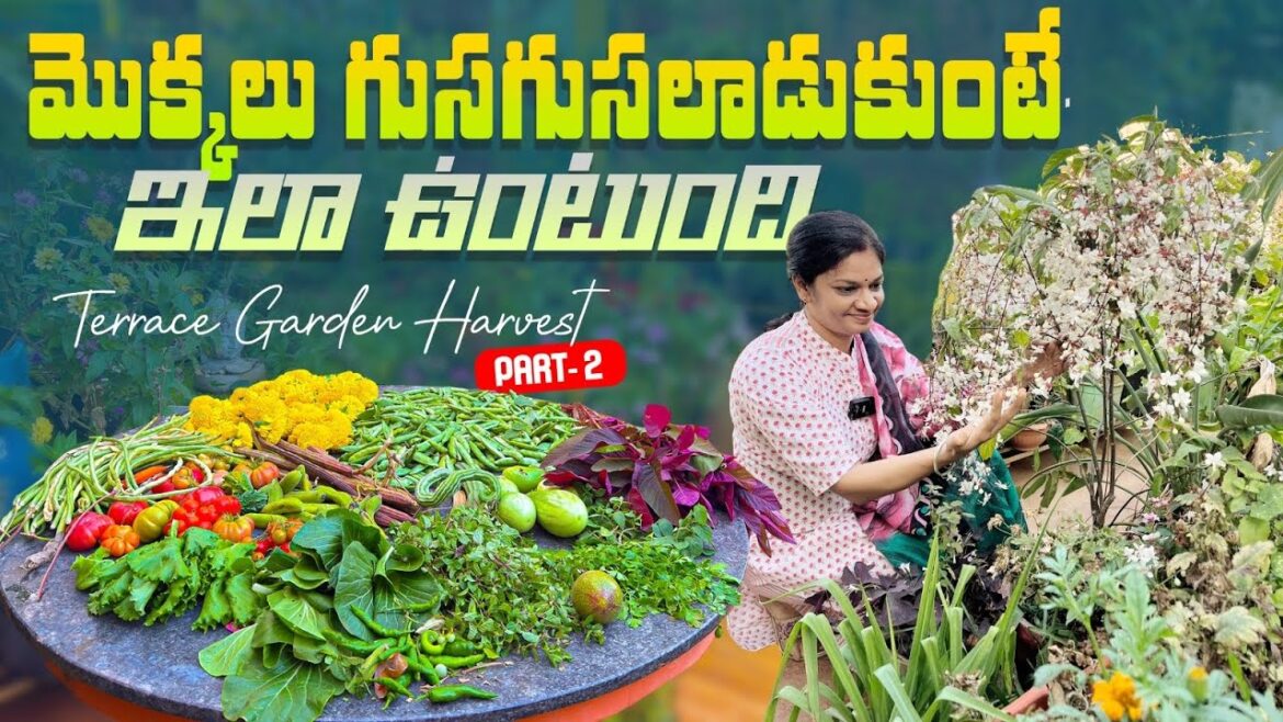 Terrace Garden tips & Harvest/ @MADGARDENER  #gardening  #garden  #organic