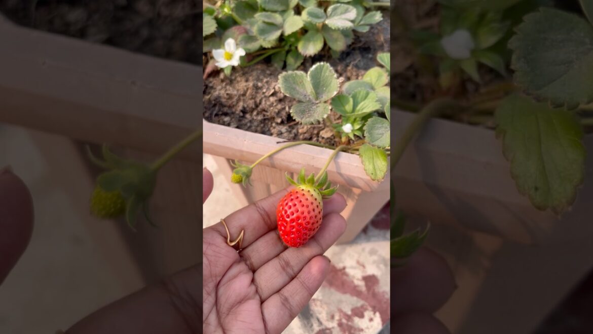 Strawberry care tips #shortvideo #strawberry #terracegarden #viralshort #fruit