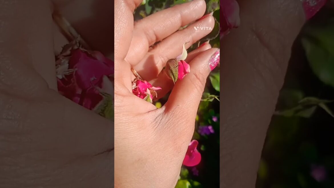 My Garden in 🌹Ross #diy #shorts #tranding