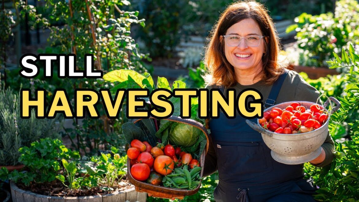 WINTER GARDEN TOUR: Tomatoes in January?