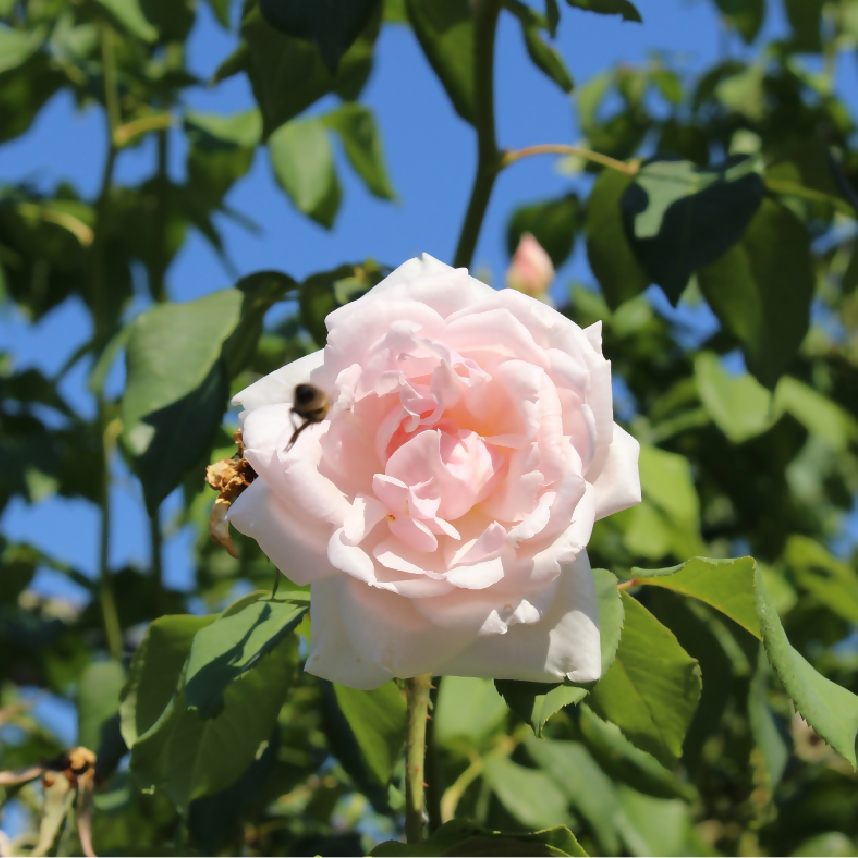 Rose Plant 'Madame Alfred Carriere' Full Plants in 5 Litre Pots