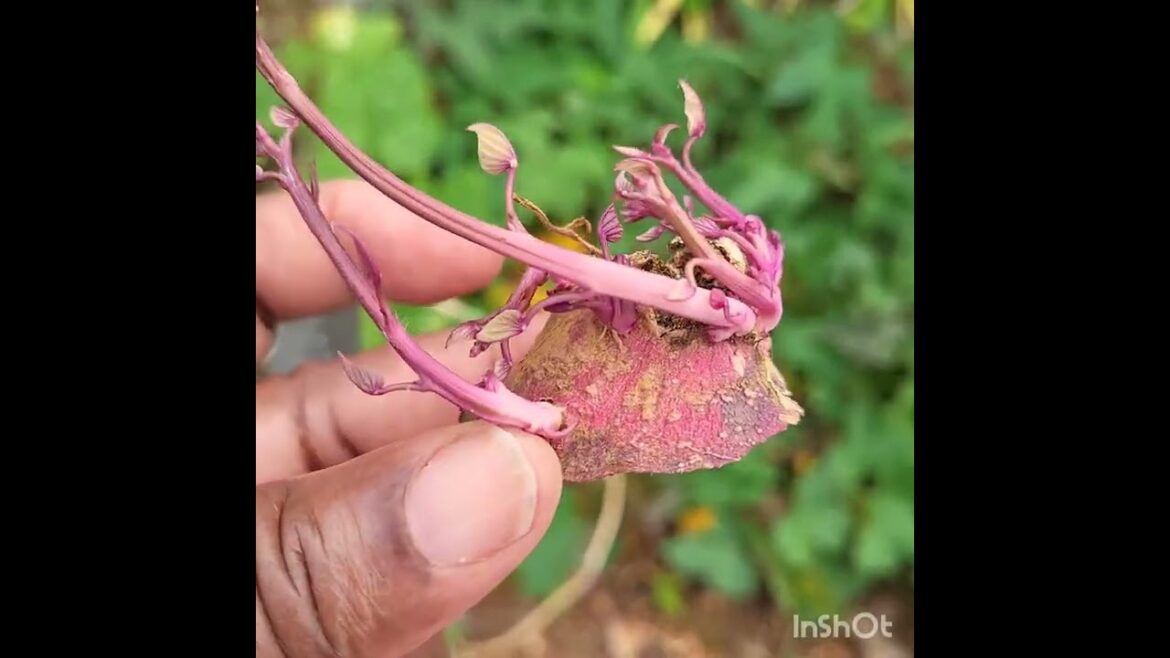 Come see what is in my garden. Sweet potato. Plans today