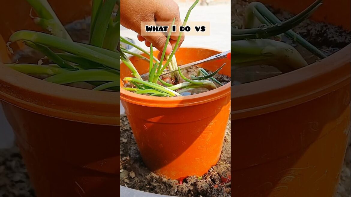 Let's grow onions  🌱/#shorts #ytshorts #onions #garden #gardening