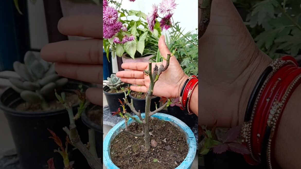 🌹Rose plant proning 🌿 #plants #trending #garden #viralshort #shorts #shortsfeed #gardening