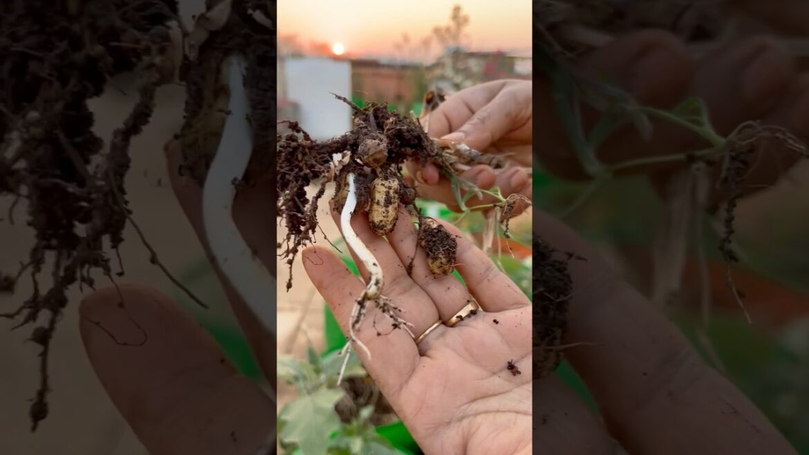 New organic vegetable revealed #shorts #organicgarden