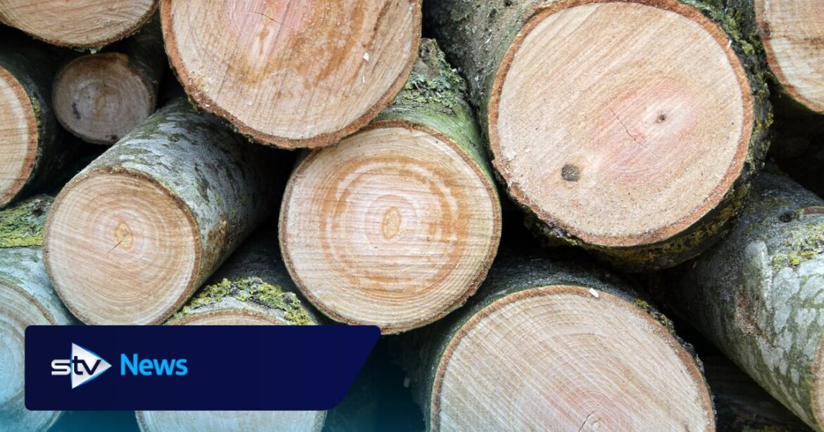 Landscape gardener died after being hit by falling tree trunk in Stonehaven