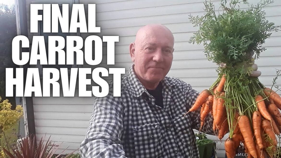 Time To Empty Our Final Carrot Container [Container Gardening ]