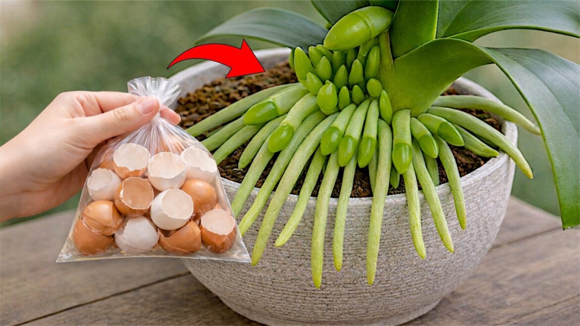 🌸Only Eggshells! Powerful Natural Fertilizer for Strong Roots and Continuous Blooms