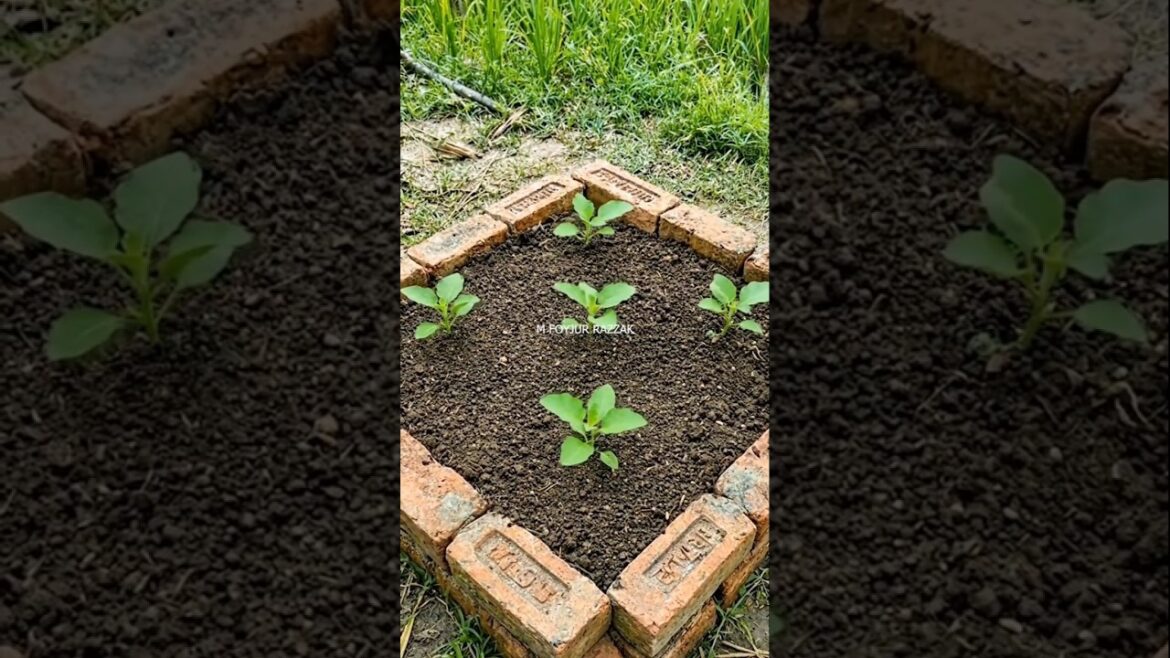 খরচ ছাড়া সবজি চাষ #HomeGardening #UrbanFarming #RoofTopGardening
