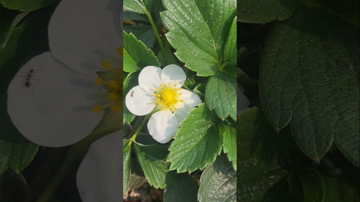 এই বছরের প্রথম স্ট্রবেরি ফুল# strawberry plant gardening tips