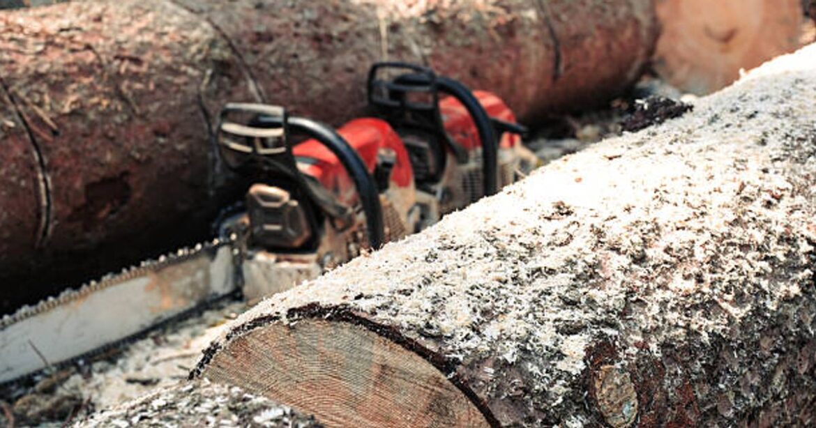 Stonehaven landscape gardener died after being struck by falling tree trunk Aberdeen Live