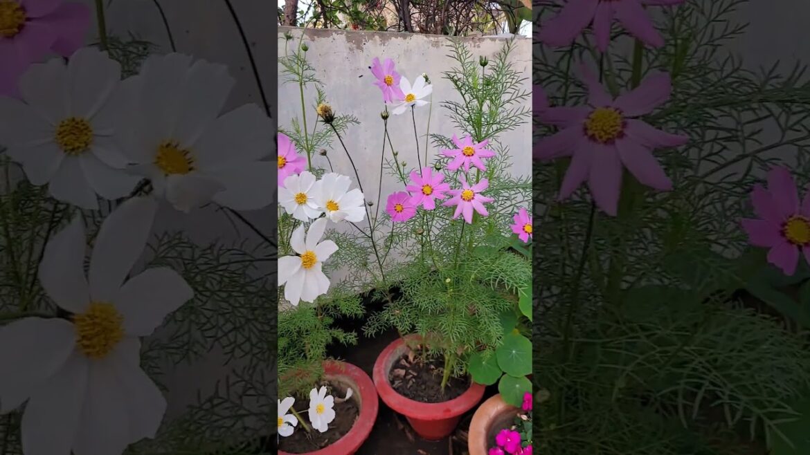 Nature beauty🌸🌺 | Flowers🌺 | Garden🌸🌺 | Beautiful winter flowers bloom🌻 | #nature #sharmavlogs #love Nature beauty🌸🌺 | Flowers🌺 | Garden🌸🌺 | Beautiful winter flowers bloom🌻 | #nature #sharmavlogs #love