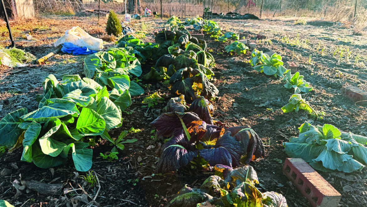 My Garden Took a Brutal Hit in Recent Storm My Garden Took a Brutal Hit in Recent Storm