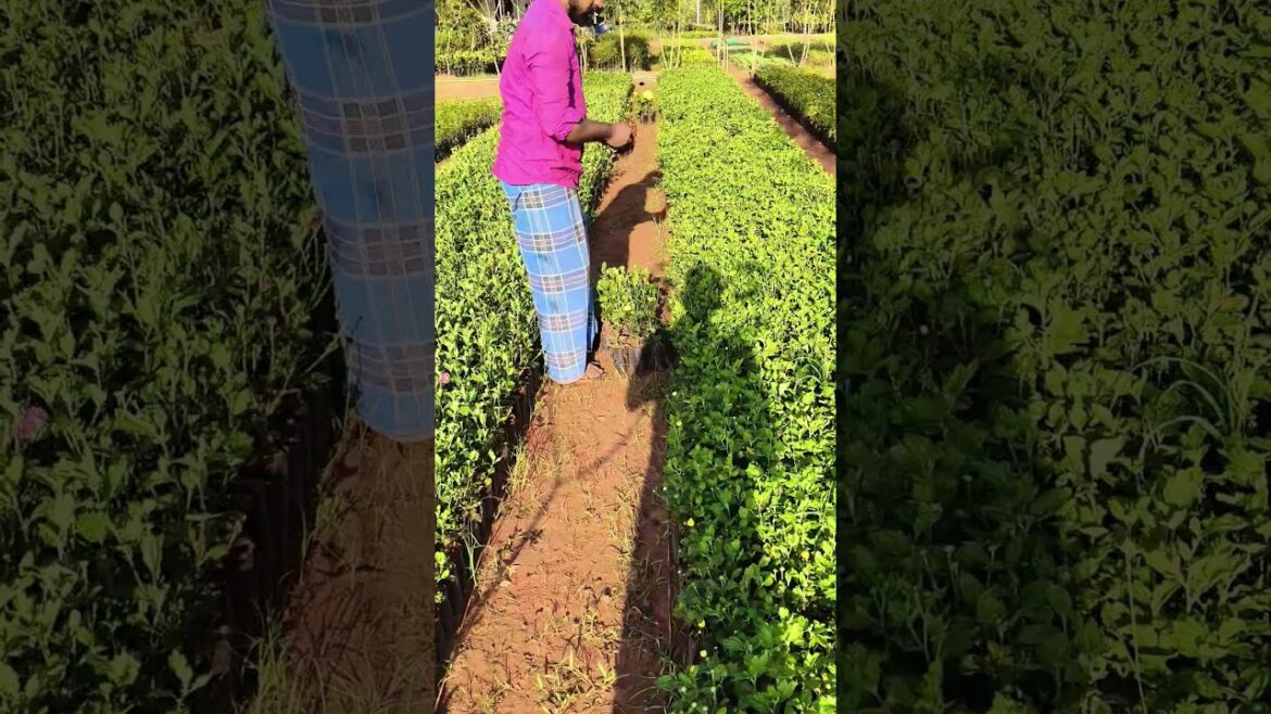 #MurugarajNurseryGarden#Gardening#PlantLovers#TamilGardening#NurseryPlants#HomeGarden#GardenTips