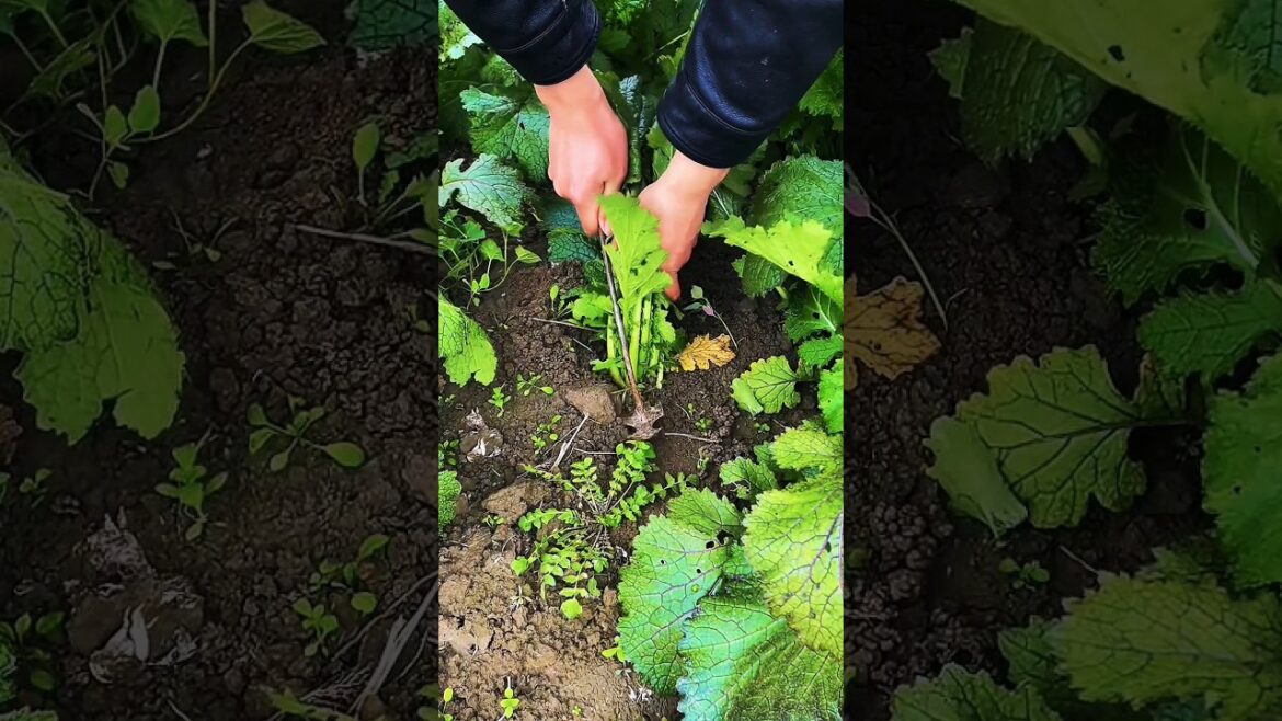 HARVESTING Giant Mustard Greens From My Garden Now