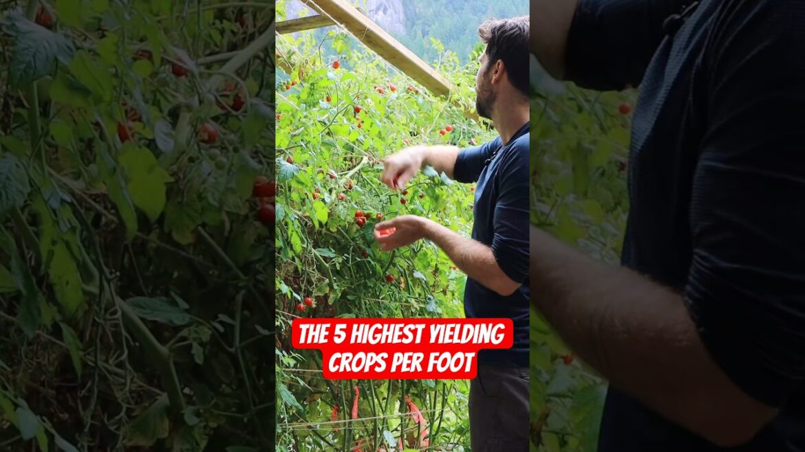 Add these 5 Crops to your planting list if you're looking for bigger harvests in 2026! 🥒🍅🥔