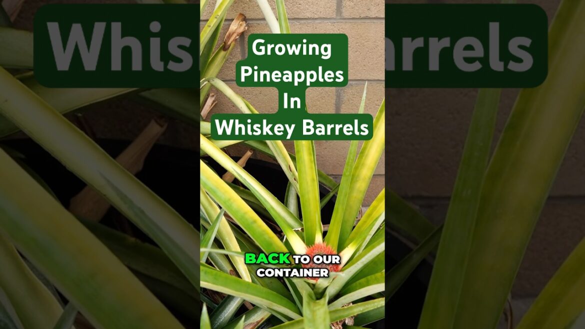 Why Whiskey Barrels are PERFECT for Pineapples 🍍🛢️