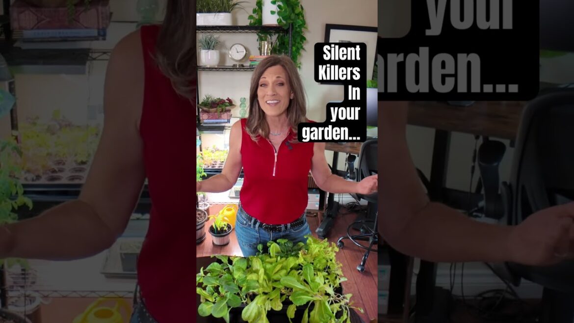 Your seedlings look fine-until they’re not