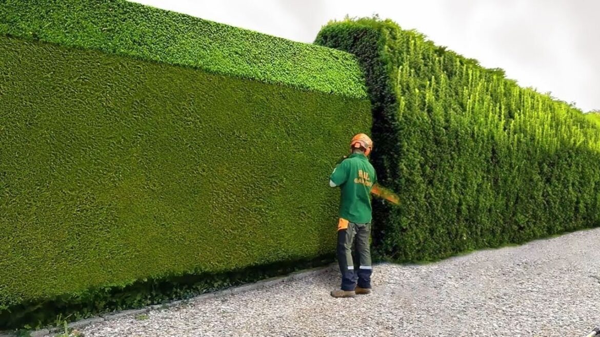 The Most Relaxing & Satisfying Gardening Work You'll Ever Watch!🌳