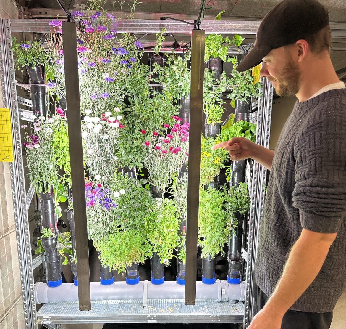 Edible flowers in nft 💐